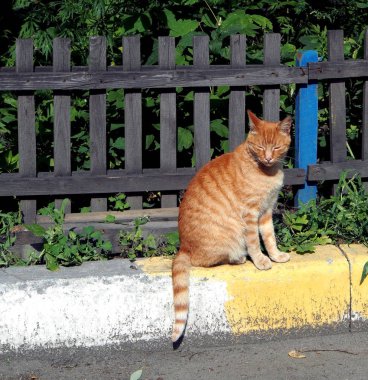 Kırmızı kedi güneşte basks