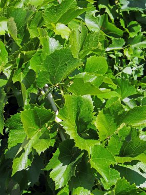 bahçede parlak yeşil üzüm yaprakları