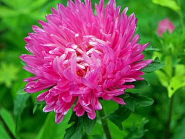 bahçede güzel taze pembe Aster