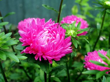 bahçede güzel taze pembe Aster
