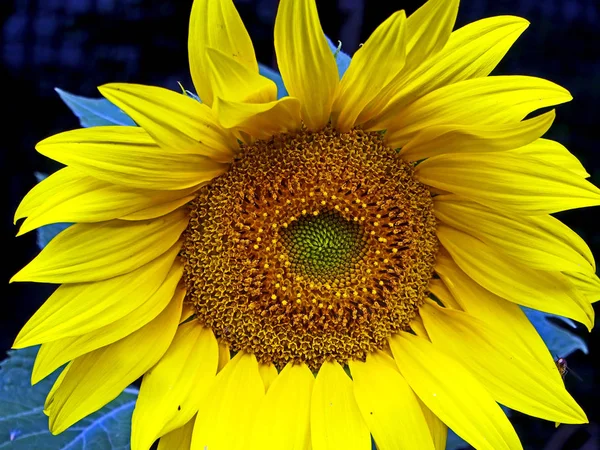 Girasol de flor amarilla en el jardín, macro — Foto de Stock