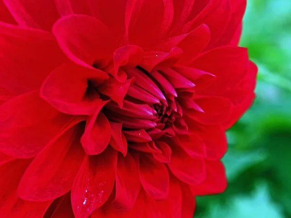 Red Blooming Dahlia in the garden on a background of natural greenery, macro — Stock Photo, Image