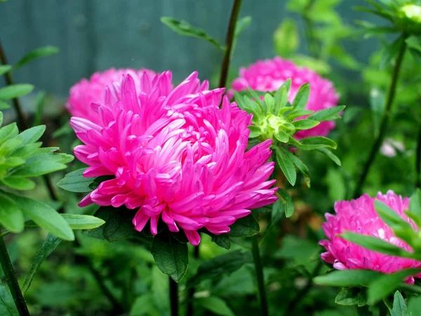 Beautiful fresh pink Aster in the garden — Stock Photo, Image
