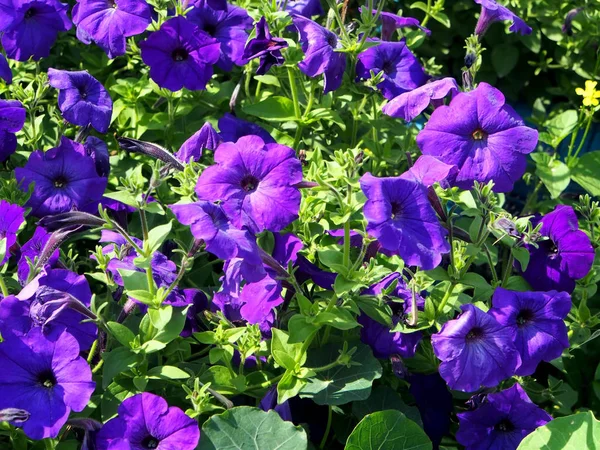 Blooming purple petunias in the garden — Stock Photo, Image