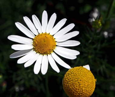 papatyalar sabah güneşi, yumuşak odak tarafından aydınlatılmış