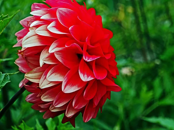 Rojo Dalia floreciente en el jardín sobre un fondo de vegetación natural, macro —  Fotos de Stock