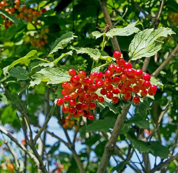 Bagas maduras de viburnum em um Bush — Fotografia de Stock