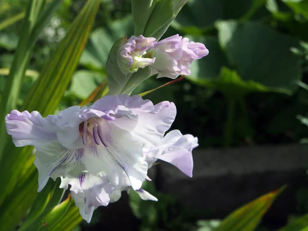花园里的淡紫色角斗士 — 图库照片