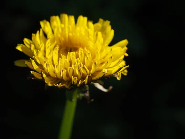 Blommande maskros blomma på mörk bakgrund, makro — Stockfoto