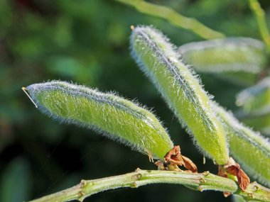 fleecy fasulye şeklinde lupine meyve