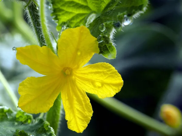 Flor de pepino amarillo en un invernadero — Foto de Stock