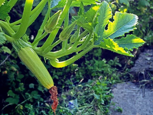 Petites courgettes sur une branche près des ovaires de courgettes — Photo