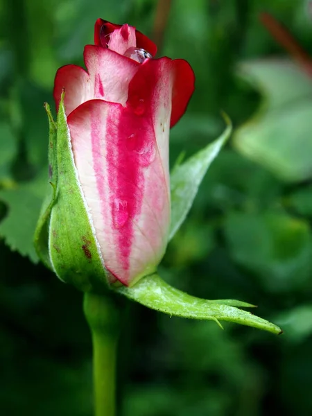 Zarte Knospe einer roten Rose, die noch nicht erblüht ist — Stockfoto