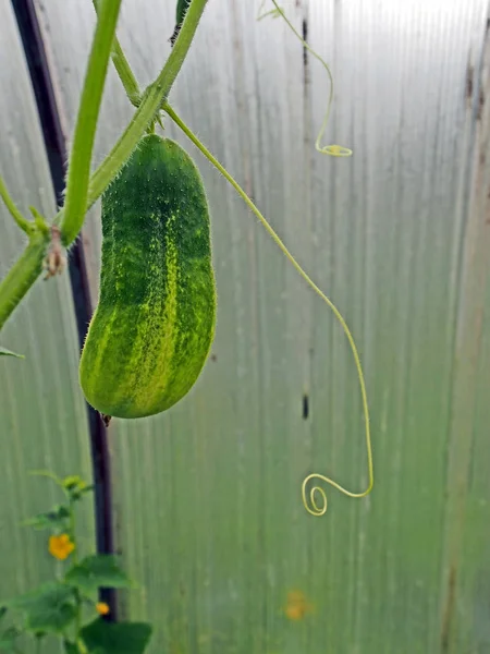Groene komkommer gerijpt in een broeikas — Stockfoto