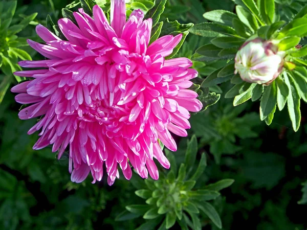 Belo rosa fresco Aster no jardim — Fotografia de Stock