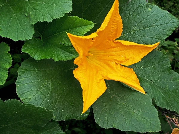 Flor de calabacín amarillo en el jardín, macro, área de enfoque estrecho — Foto de Stock