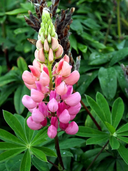 Leuchtend blühende rosa Lupine im Garten — Stockfoto