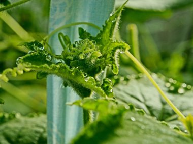 serada salatalık yaprakları üzerinde çiy damla, makro