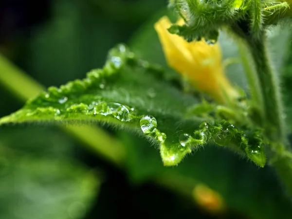 Gotas de rocío en las hojas de pepino en invernadero, macro — Foto de Stock