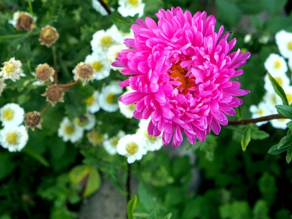 정원에서 아름다운 신선한 핑크 아스터 — 스톡 사진