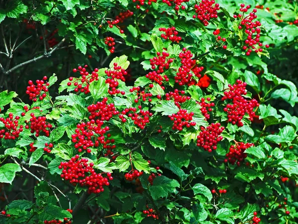 Bagas maduras de viburnum em um Bush — Fotografia de Stock