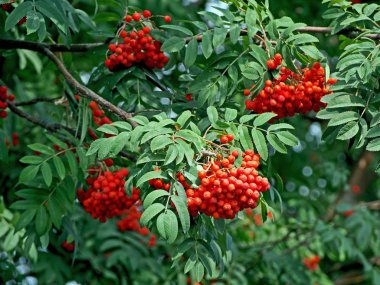 Rowan bir ağaçta olgunlaşır