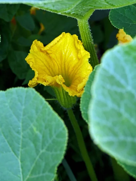 Flor de calabaza amarilla en el jardín — Foto de Stock