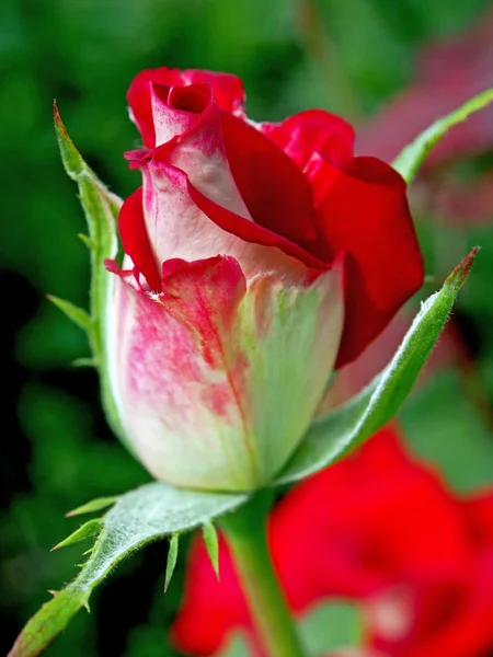 Delicado Bud de uma rosa vermelha que ainda não floresceu, área de foco estreita — Fotografia de Stock
