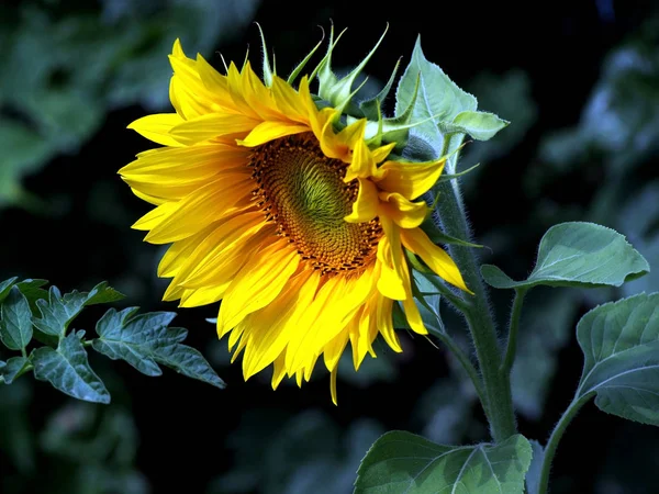 Girasol de flor amarilla en el jardín — Foto de Stock