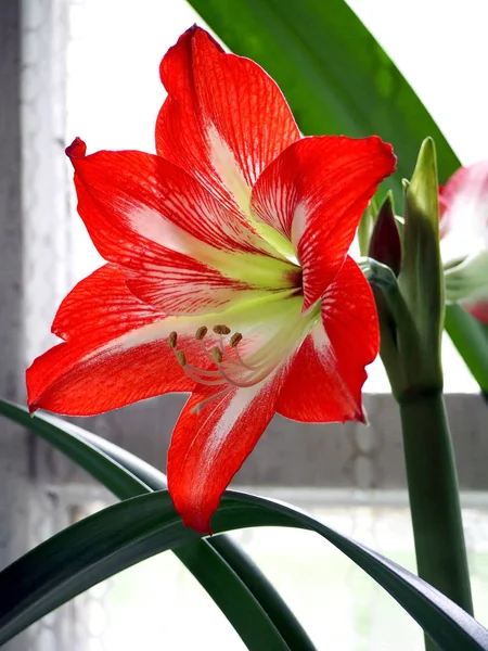 Large red flower with the Latin name Amaryllis or Hippeastrum — Stock Photo, Image