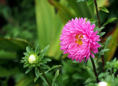 bahçede güzel taze pembe Aster