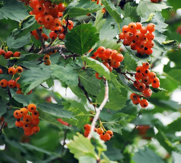 Baies d'aubépine mûres sur un arbre — Photo