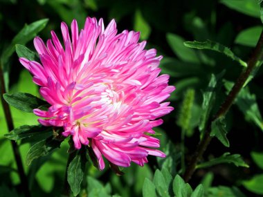 bahçede güzel taze pembe Aster