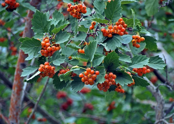 Ripe hawthorn berries on a tree — Stock Photo, Image