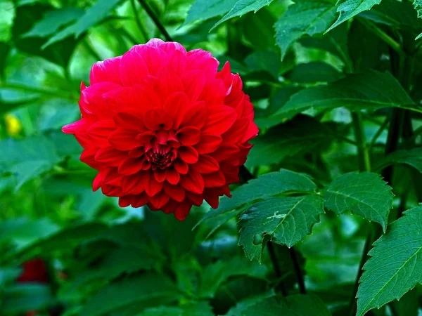 Rouge Floraison Dahlia dans le jardin sur un fond de verdure naturelle, macro — Photo