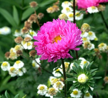 bahçede güzel taze pembe Aster