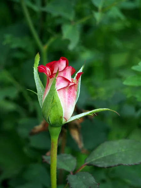 Jemný bud červené růže, která dosud nekvetla, úzká ohniska — Stock fotografie