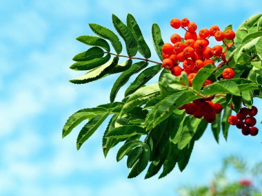 mavi gökyüzüne karşı yeşil yaprakları ile turuncu olgun dağ külü