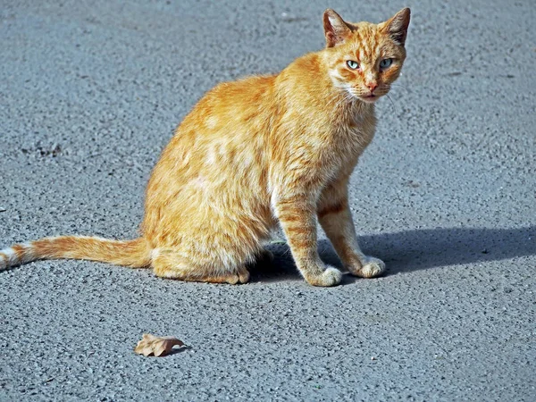 Red cat sitting on the gray asphalt — Stock Photo, Image