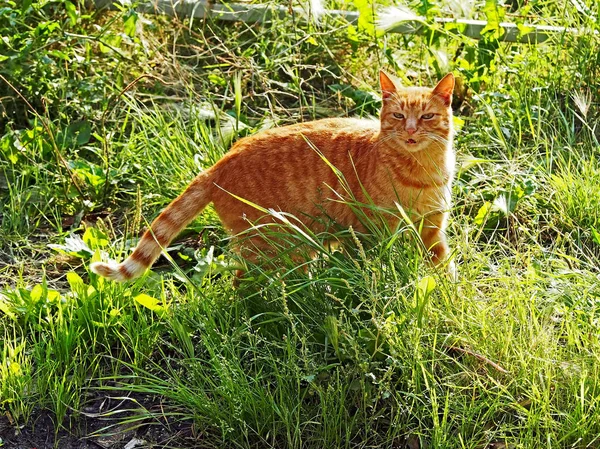 red cat among the green grass