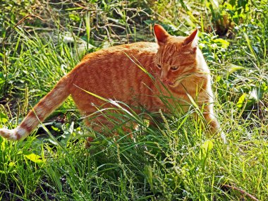 yeşil çim arasında kırmızı kedi