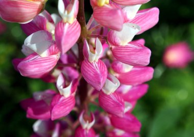 bahçede parlak çiçekaçan pembe Lupin yakın çekim, dar odak alanı