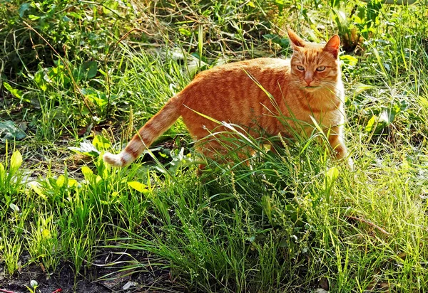 푸른 잔디 가운데 빨간 고양이 — 스톡 사진