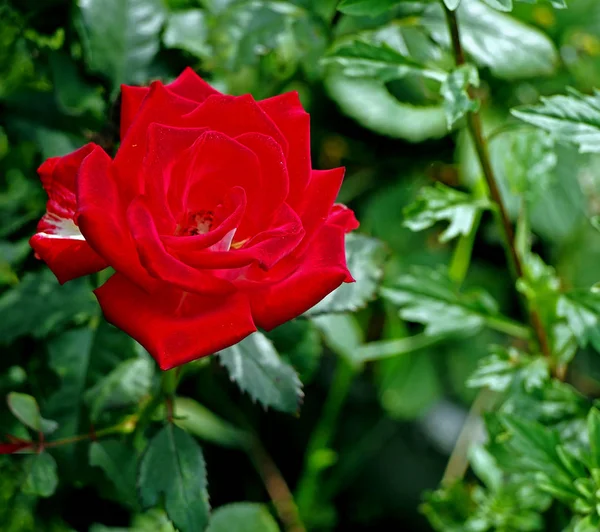 정원 클로즈업에서 신선한 빨간 장미 — 스톡 사진