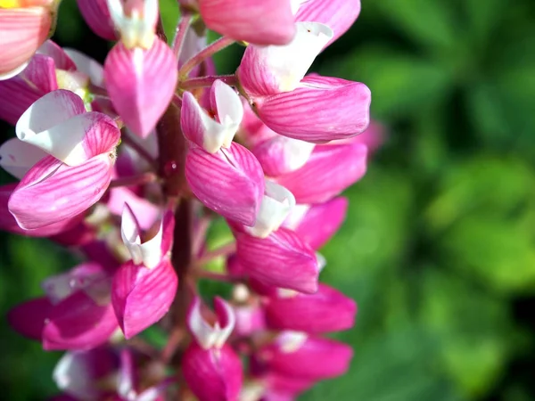 Brillante flor rosa Lupin en el jardín primer plano, área de enfoque estrecho — Foto de Stock