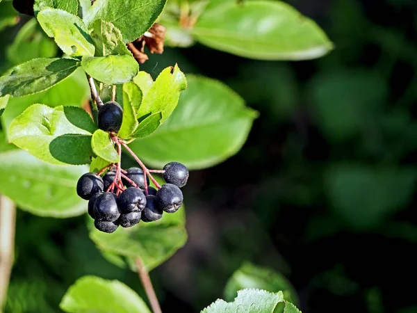 Ripe black ash on the branch — Stock Photo, Image