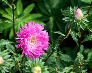 bahçede güzel taze pembe Aster