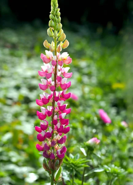 bahçede parlak çiçeklenme pembe Lupin