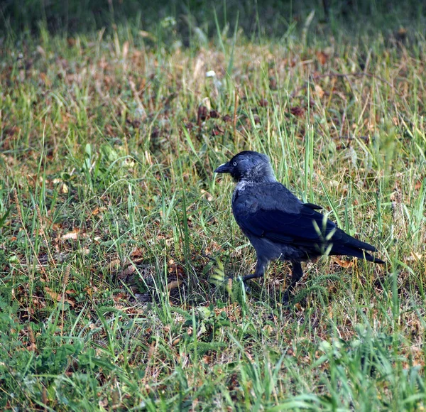 Jackdaw Bird med det latinska namnet Coleus monedula sitter på marken bland gräset — Stockfoto