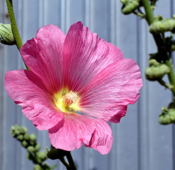 Цветок розовый mallow в саду — стоковое фото